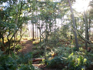 Woods above Lower Road